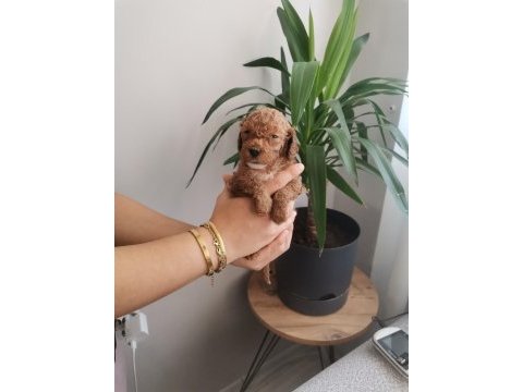 450 gram dişi toy poodle