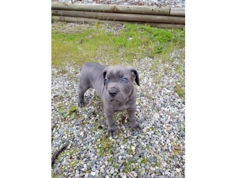 Safkan cane corso erkek dişi yavrularımız