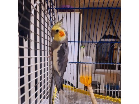 Rize merkez satılık sultan papağanımız