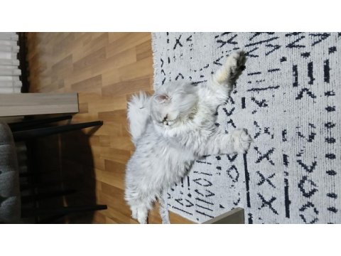 Chinchilla 8,5 aylık