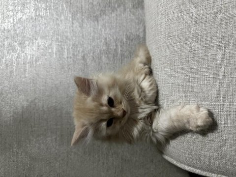 Yeni sütten kesilmiş british longhair yavrular