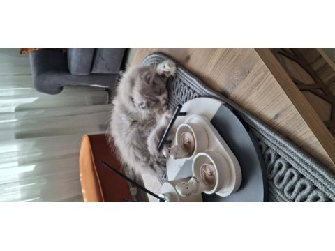 Bicolor dişi 3 aylık scottish fold