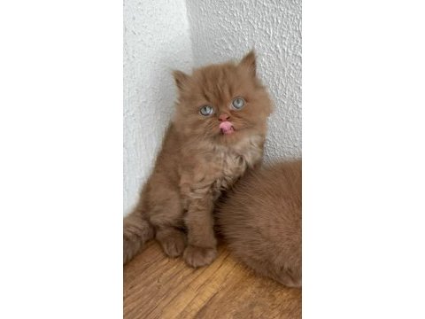 Premium british longhair cinnamon