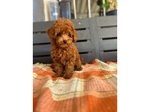 Toy poodle dişi