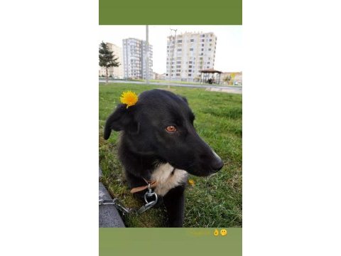 Borador cins köpeğimiz dişi sahiplendirmek istiyorum