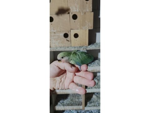 Bebek yavrumuz el beslemesi için hazırdır buyrun
