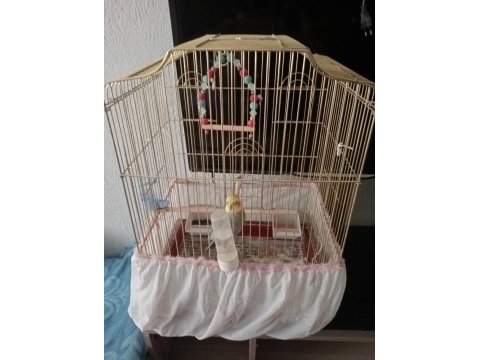 Sultan papağanı erkek konuşuyor + kümes