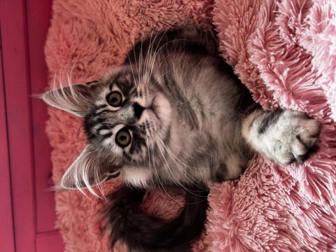 Tescilli safkan maine coon