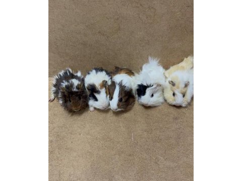 Ginepig yavru gün içi gönderim sağlanmakta