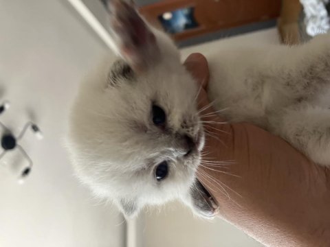 Eklem ağrısız scottish fold yavrular