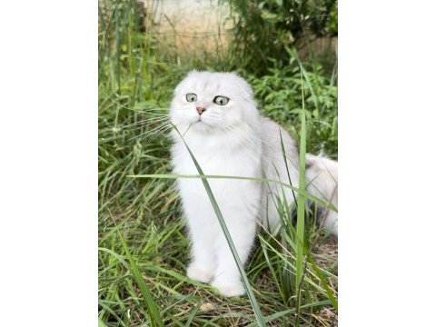 17 aylık scottish fold erkek