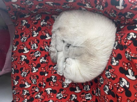 Scottish kedi