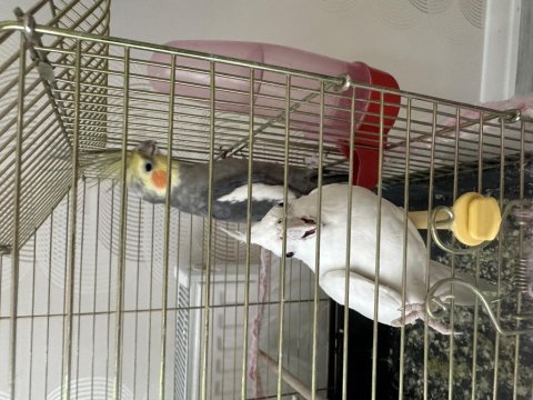 Albino ve grey yeni eş sultan papağanı
