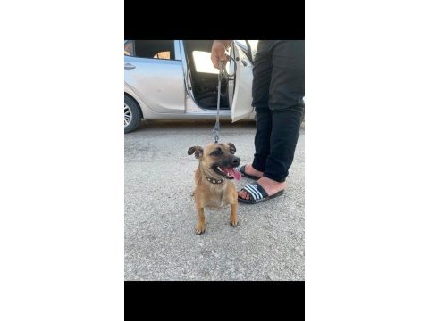 Sosis süs köpeği