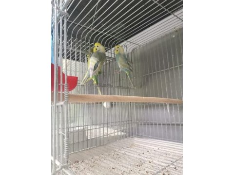 50 takım muhabbet kuşu acil verilecek ameliyat dolayısıyla
