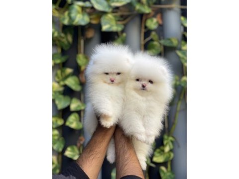 Mersin pomeranian boo