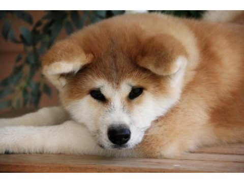 Birinci sınıf japon akita yavruları çiftlikten 