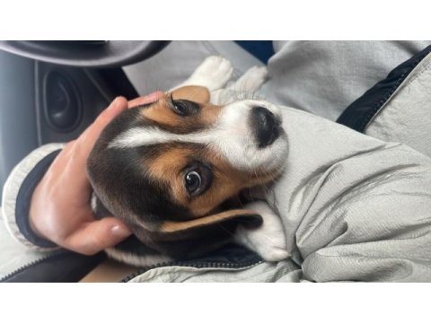 3 aylık beagle
