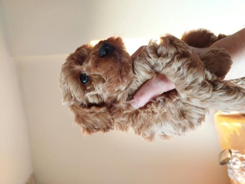 Bal rengi toy poodle