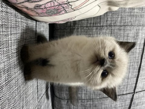 Siyam kedilerimize yeni yuva arıyoruz