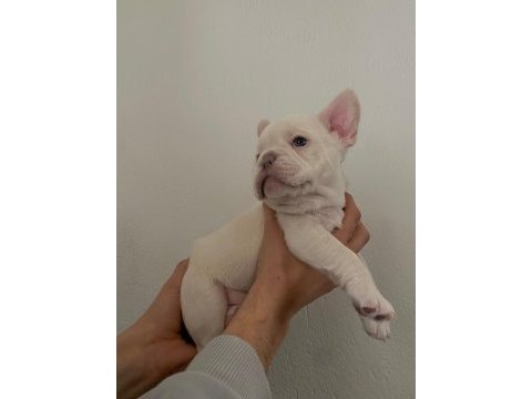 50 günlük a kalite yavrular french bulldog