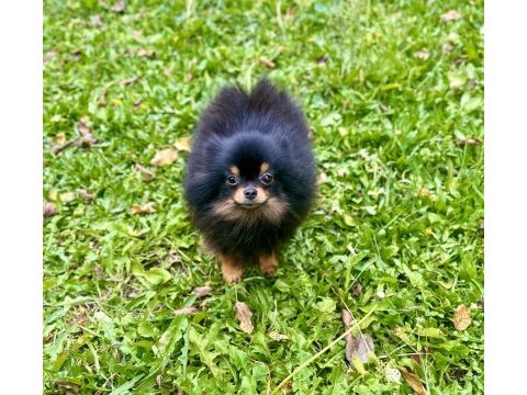Pomeranian boo black & tan