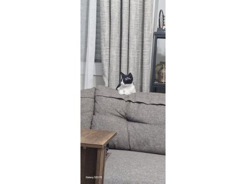 Kedimize gerçek bir hayvansever aranıyor