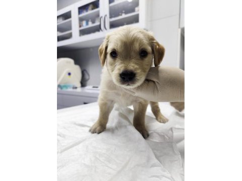 Çok tatlı erkek golden retriever