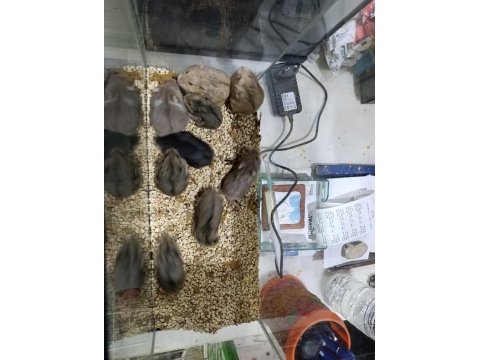 Gonzales hamster