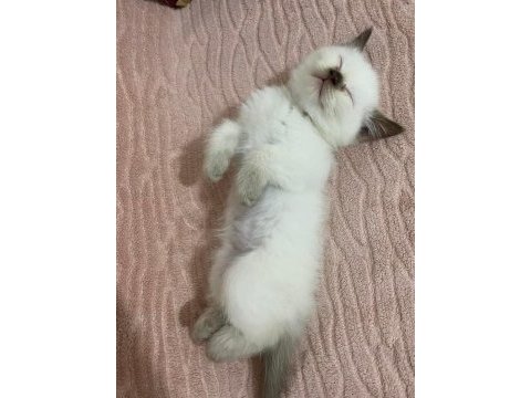 British shorthair yavrularımız yeni ailesine hazırdır