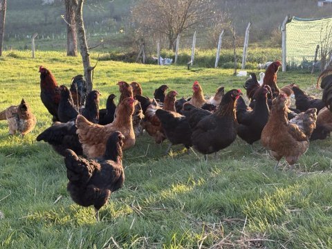 Çeşitli ırklarda mavi yeşil sarı ve kırmızı yumurtacı tavuk