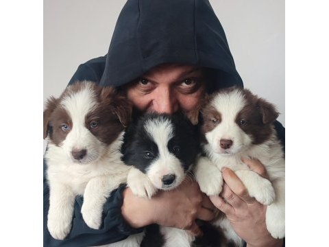 Çok iyi border collie yavruları istanbul