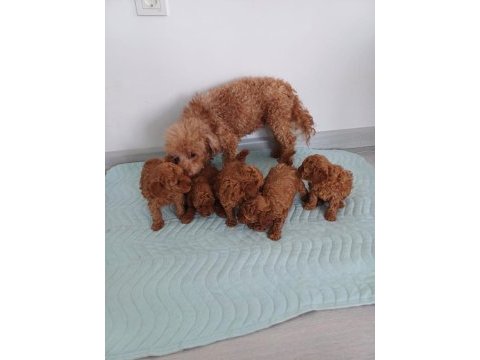 Show kalite kore toy poodle ziyarete açık