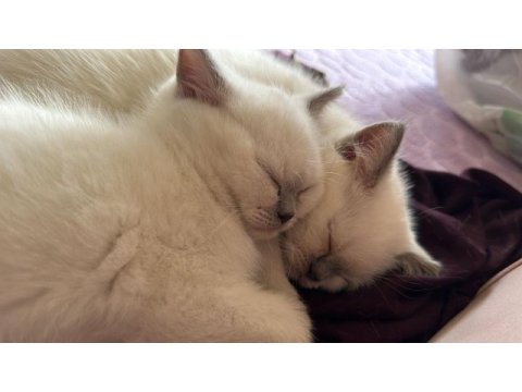 British shorthair bluepoint
