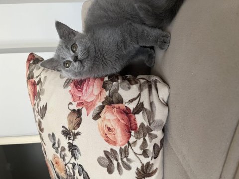 Scottish fold ve british shorthair yavrular
