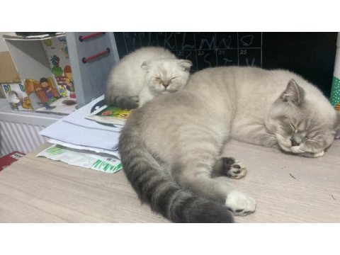 Kedimizi sahiplendirme