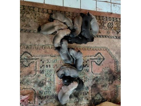 Labrador yavruları 3 günlük