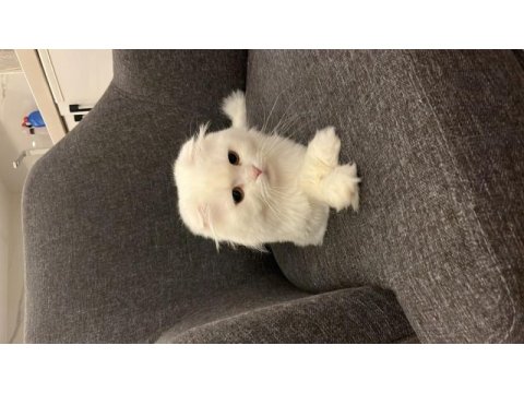 Sağlık sorunlarım sebebiyle scottish fold sahiplendiriyorum
