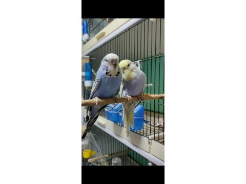Yavru show jumbo muhabbet kuşu