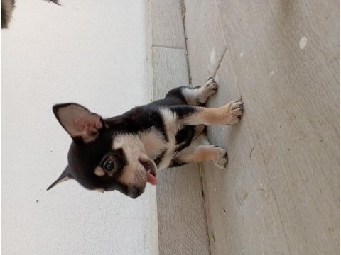 Minyatür pinscher