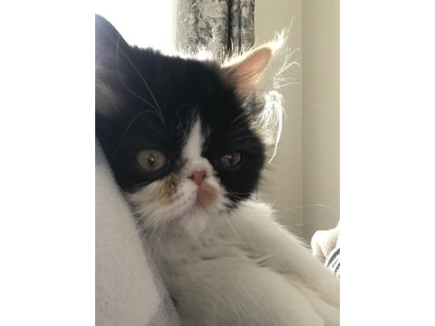 Exotic shorthair sevimli kedimiz