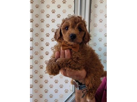 Toy poodle bebekler