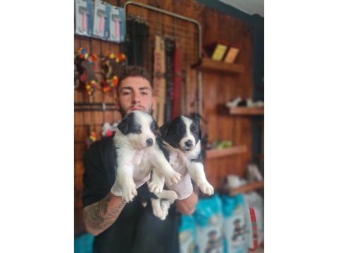 Burkemden en zeki ırkı border collie