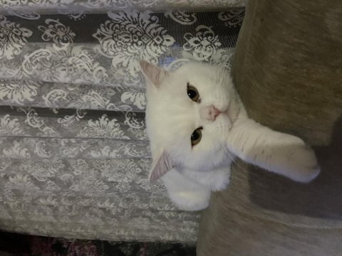British shorthair erkek kısır kedimiz