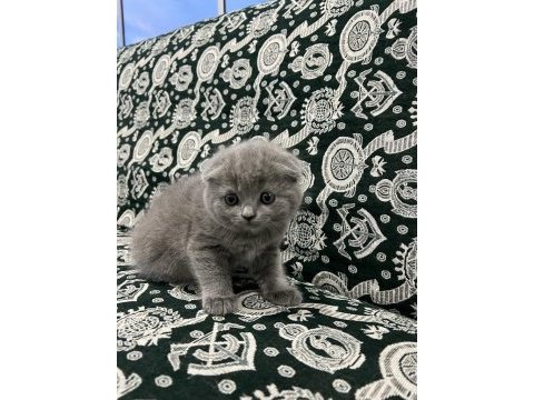 Scottish fold british