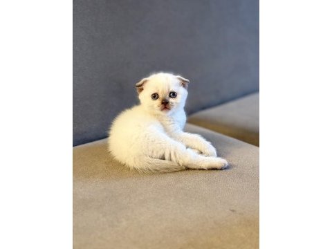 Scottish fold kedimiz
