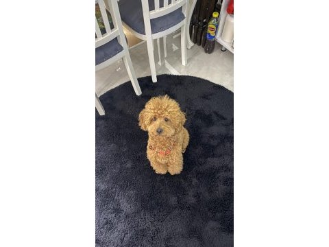 2 yaş erkek poodle dişi eş arıyorum