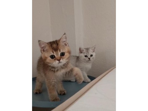British shorthair yavrularımız