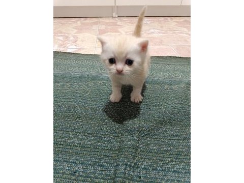 Scottish fold ve scottish straigt yavrularım
