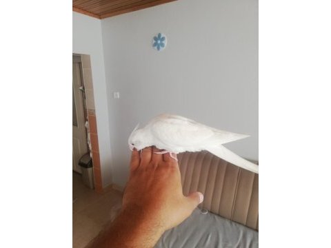 2 aylık albino sultan papağanı yavrusu